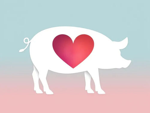 Последний блог компании о Новые методы убоя повышают качество мяса и благополучие животных